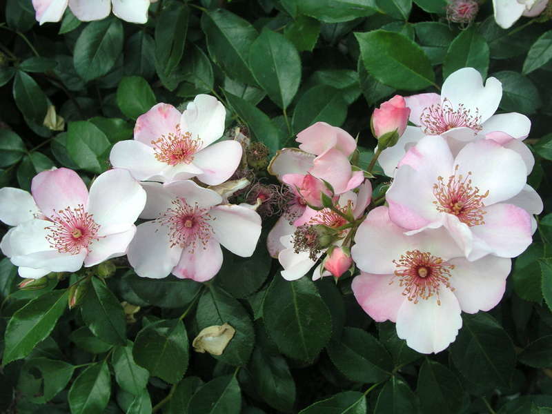 Роза 'Астрономия' (флорибунда) (белая)