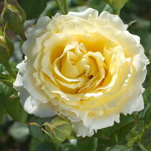 Роза 'Сирано де Бержерак' (плетистая) (желтая)