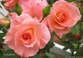 Роза 'Ливерпуль' (флорибунда) (кораловая)