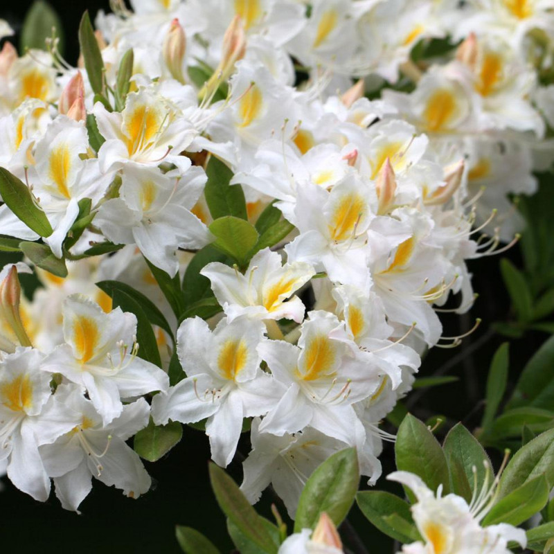 Рододендрон гибридный (азалия) 'Шнееголд' (белый с желтой серединой)