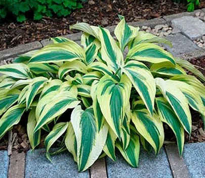 Хоста гибридная (вздутая, волнистая) 'Лейксайд Драгонфлай'