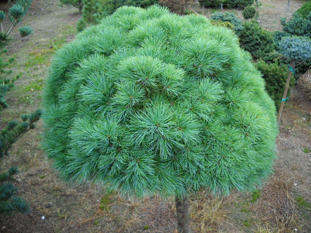 Сосна веймутова 'Си Урчин'