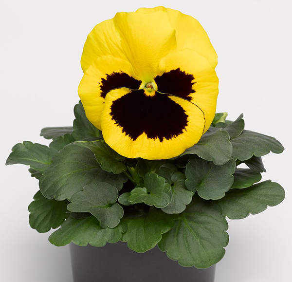 Виола Виттрока 'Дельта Елоу виз Блотч'