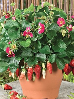 Земляника (клубника) 'Тарпан'