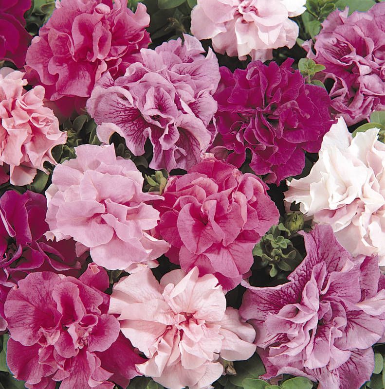 Петуния (сурфиния) гибридная 'Дабл Каскад' (смесь махровых)