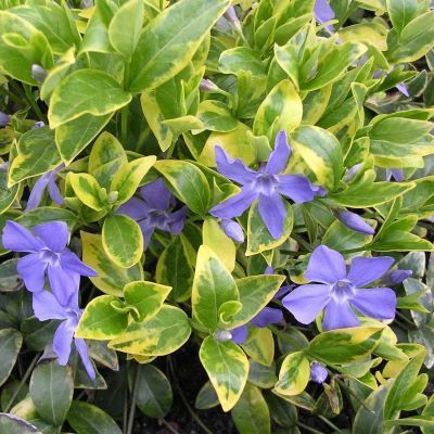 Барвинок малый 'Аргентеовариегата'