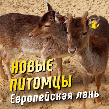 Новости  Европейская лань
