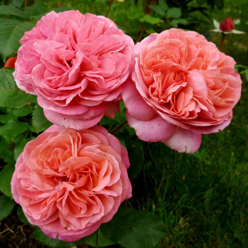 Роза 'Мэри Энн' (флорибунда) (коралово - розовая)