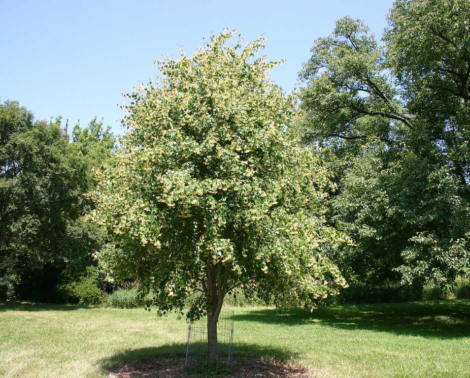 Липа монгольская