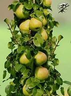 Груша колоновидная 'Павловская'