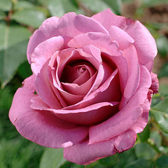 Роза 'Клод Брассер' (чайно-гибридная) (розово - лавандовая)