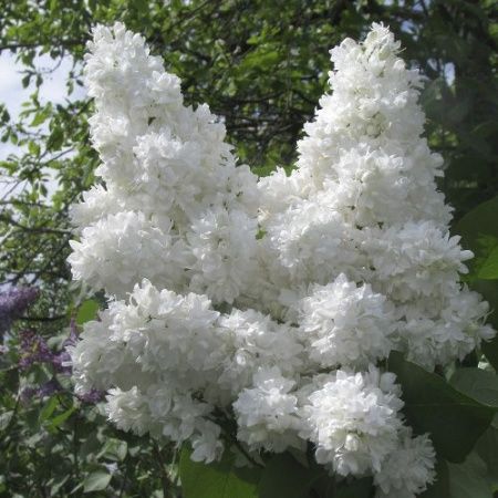 Сирень обыкновенная 'Моник Лемуан' (белая)