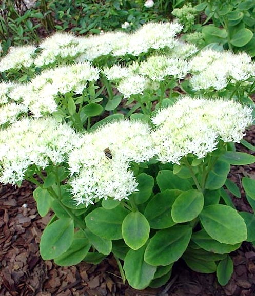 Седум видный (Очиток) 'Стардаст'