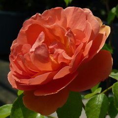 Роза 'Пэт Остин' (парковая, чайно - гибридная) (карминово - красная)