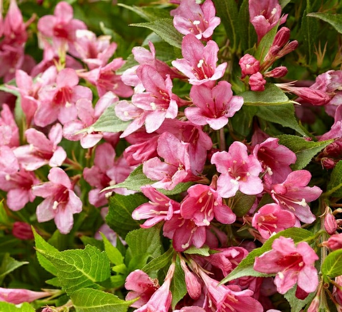 Вейгела цветущая 'Пикобелла Роза'