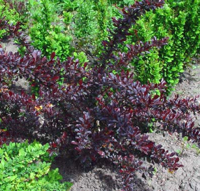 Барбарис Тунберга 'Кармен'