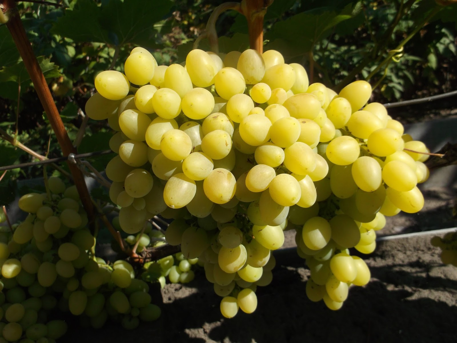 Виноград 'Алешенькин'