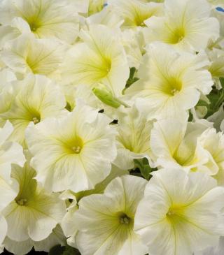 Петуния (сурфиния) гибридная 'Аладдин Йеллоу' (желтая)