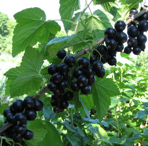 Смородина черная 'Лентяй'