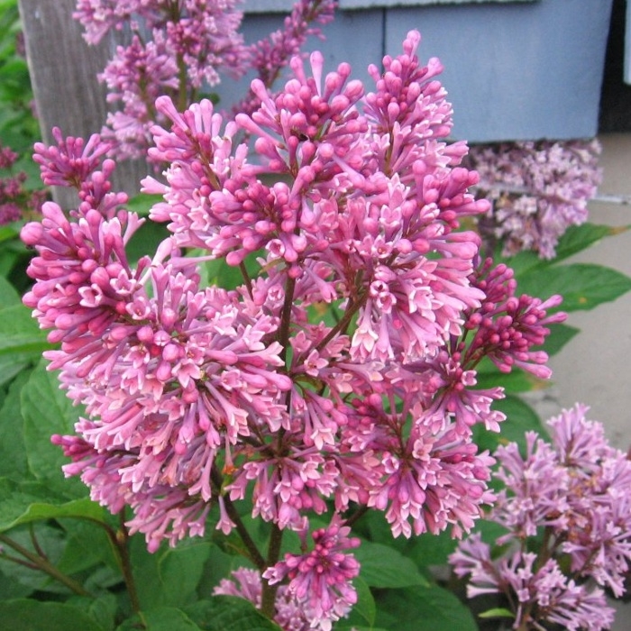 Сирень Престон (розовая)