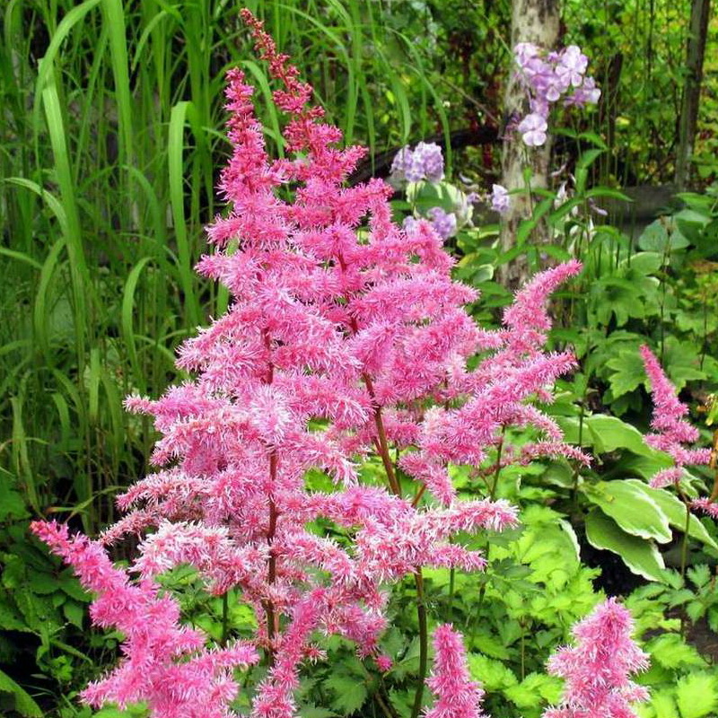 Астильба китайская 'Лав энд Прайд' (розовый)