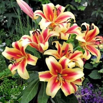 Лилия 'Шокинг' (оранжево - красная)