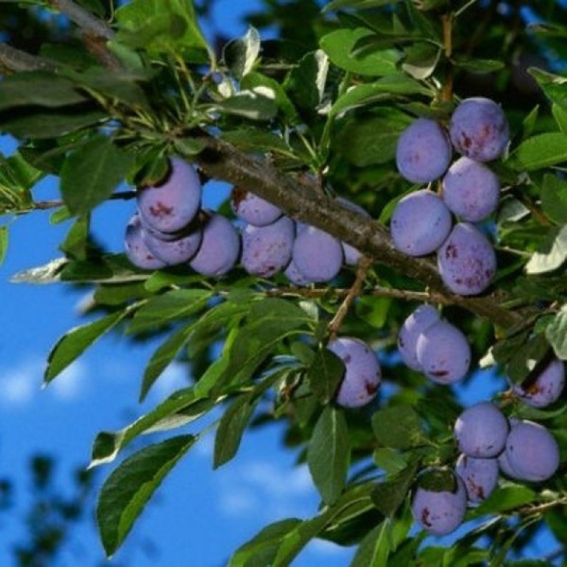 Слива 'Ника'