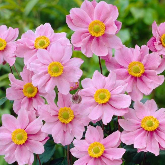 Анемона гибридная (Ветриница) 'Серенада'