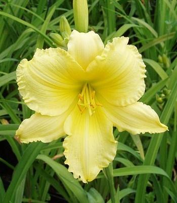 Лилейник гибридный 'Биг Тайм Хеппи'