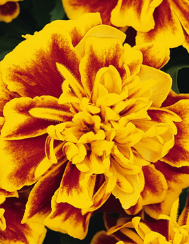 Тагетес (бархатцы) отклоненный 'Бонанза Би' (красно-желтый)