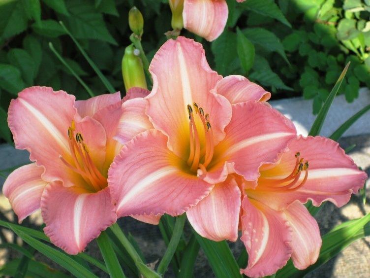 Лилейник гибридный 'Анна Варнер'