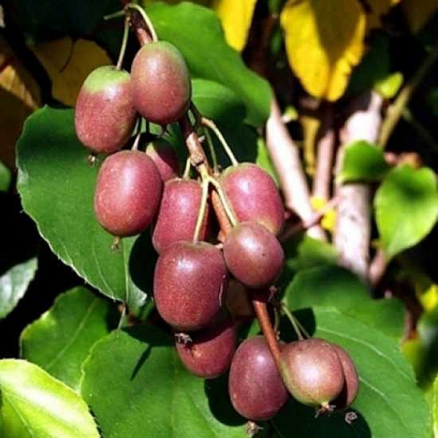 Актинидия Аргута 'Кенс Ред'