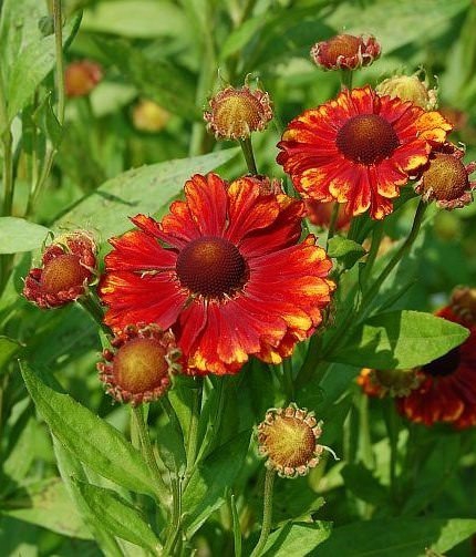 Гелениум гибридный 'Челси'