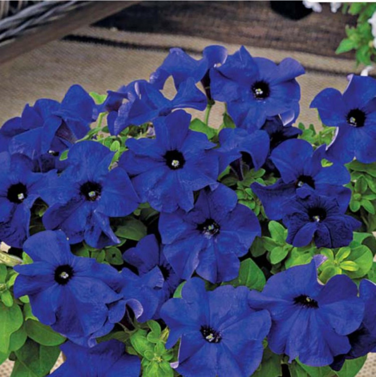 Петуния (сурфиния) гибридная 'Тритуния Блю' (синяя)