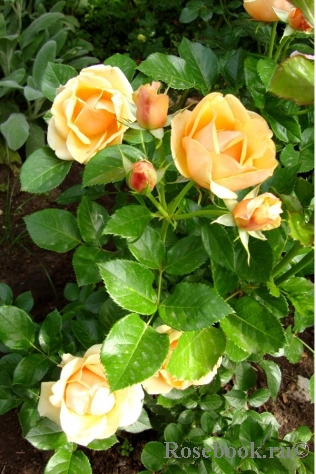 Роза 'Олимпик Файер-92' (флорибунда) (желтая)