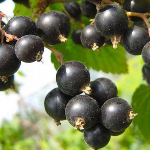 Смородина черная 'Дар Смольяниновой'