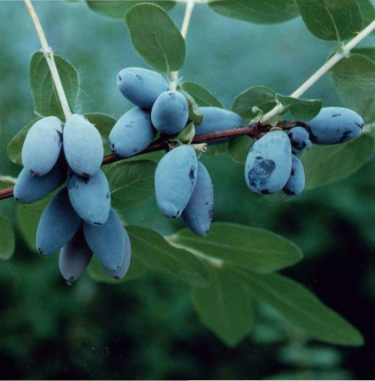 Жимолость съедобная 'Огненный опал'