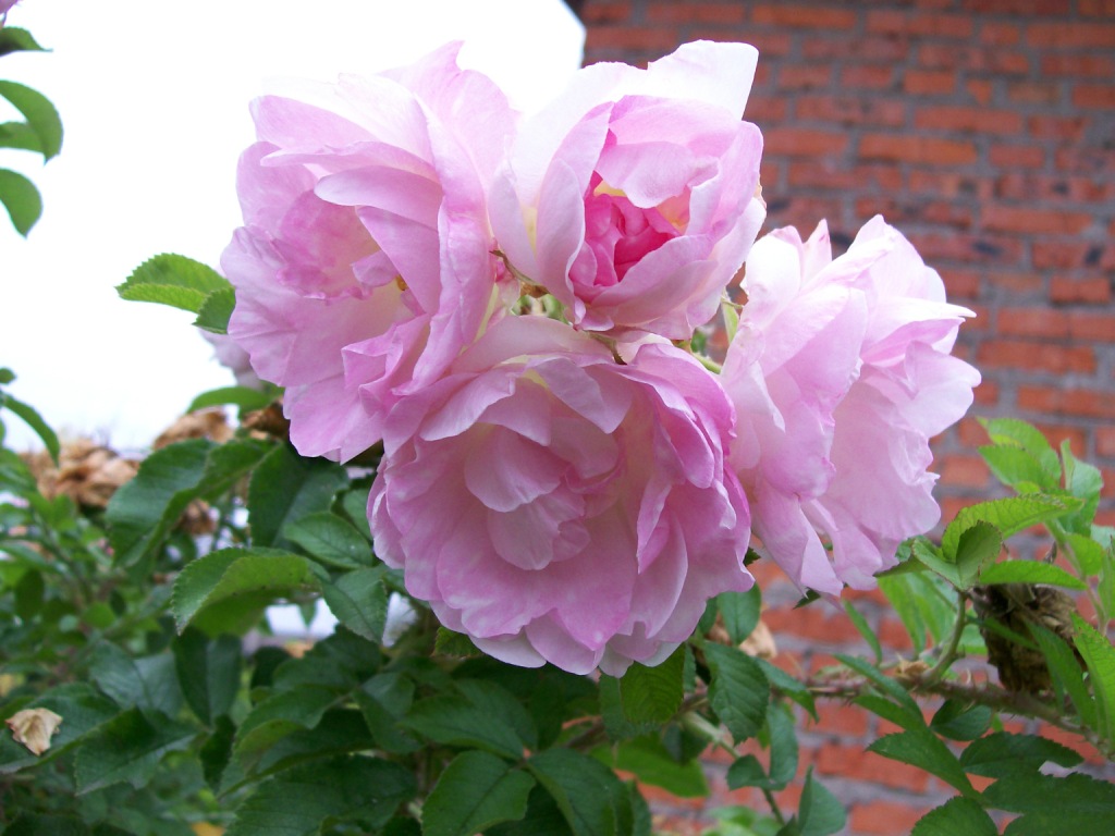 Роза 'Ритаусма' (шраб) (розовая)