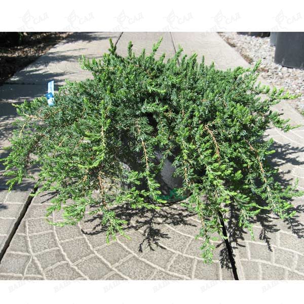 Можжевельник обыкновенный 'Гринмантл'