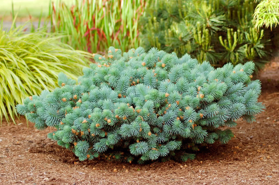 Ель колючая 'Сониа'