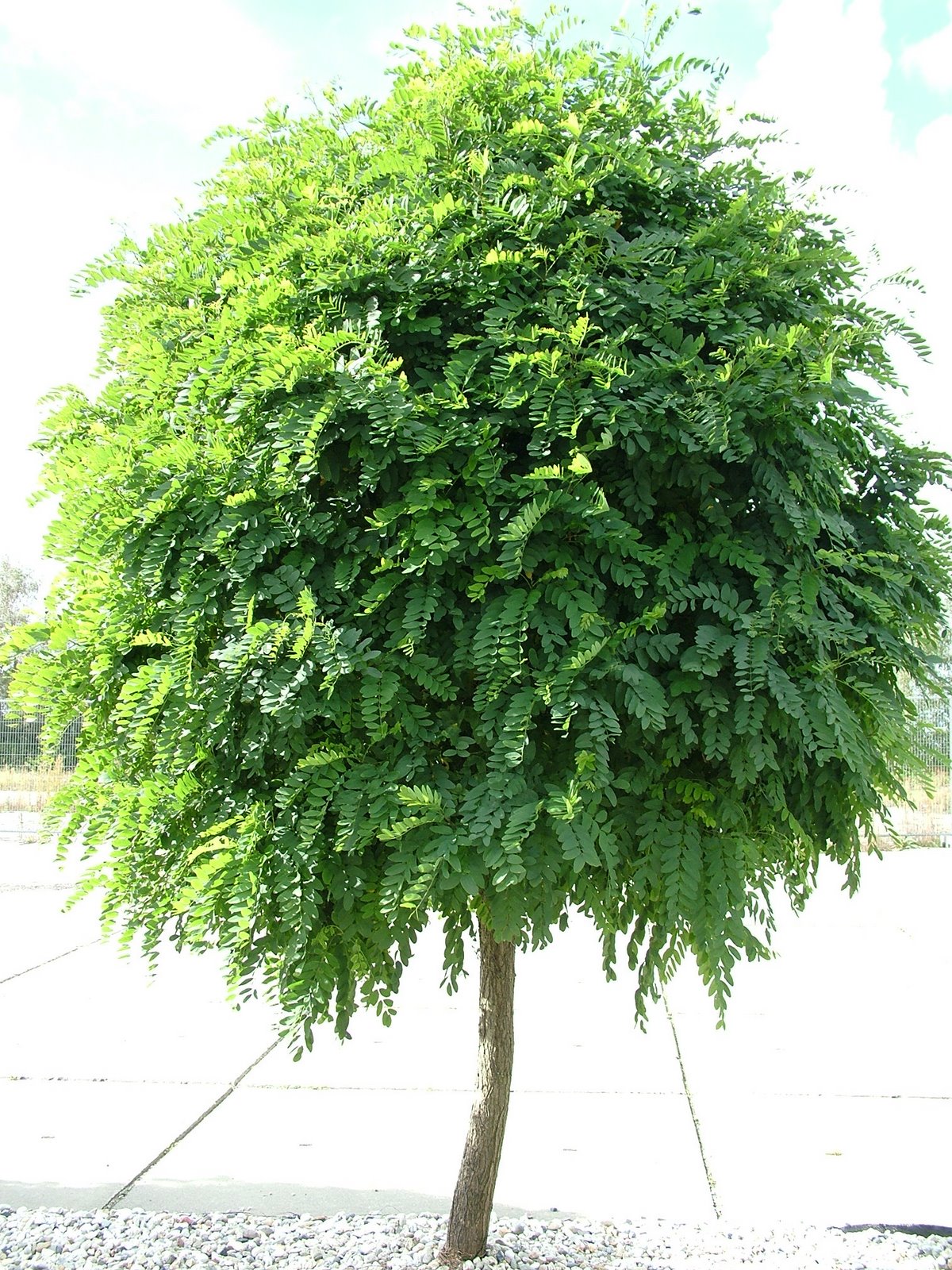 Робиния псевдоакация 'Умбракулифера'