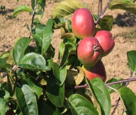 Полезные советы Как сажать плодовые деревья - последние новости