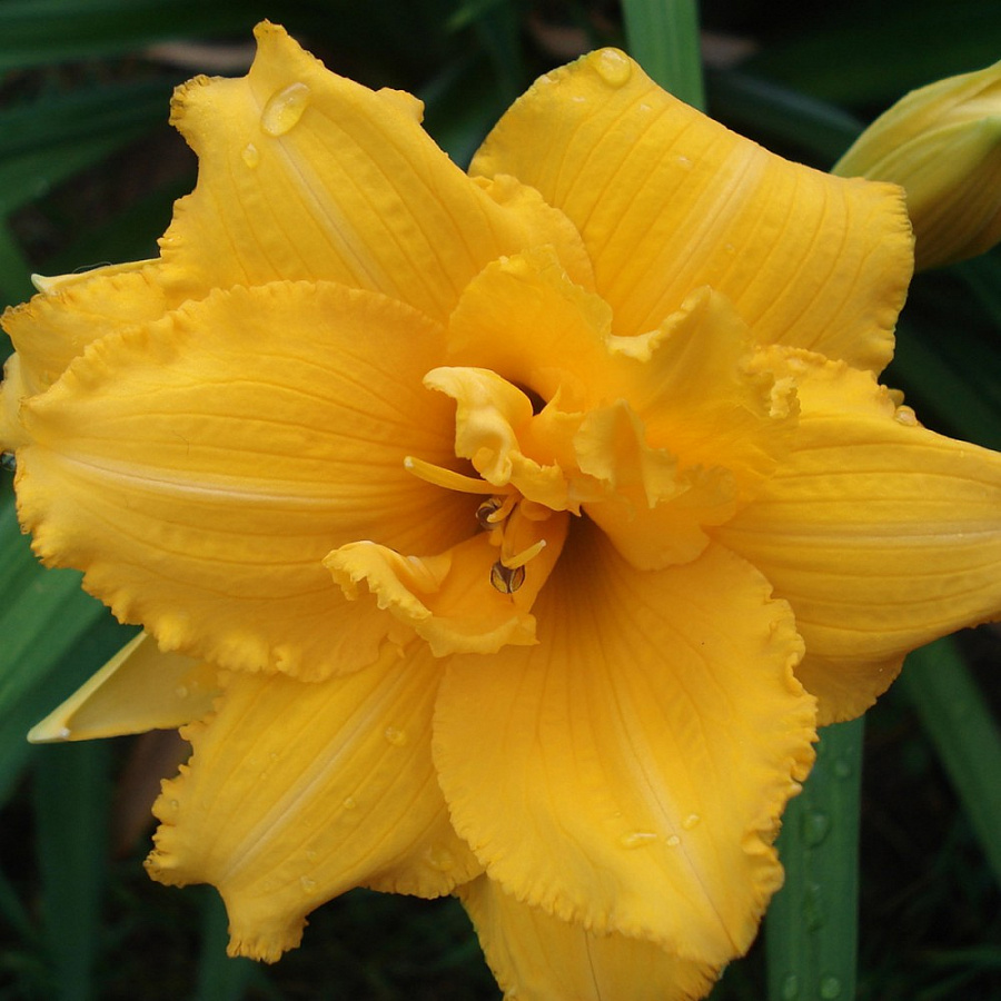 Лилейник гибридный 'Кондилла' (желтый)