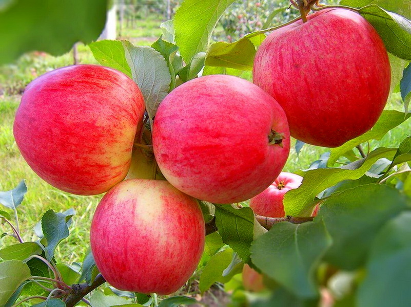 Яблоня домашняя 'Мельба/Конфетное' (двойная прививка)