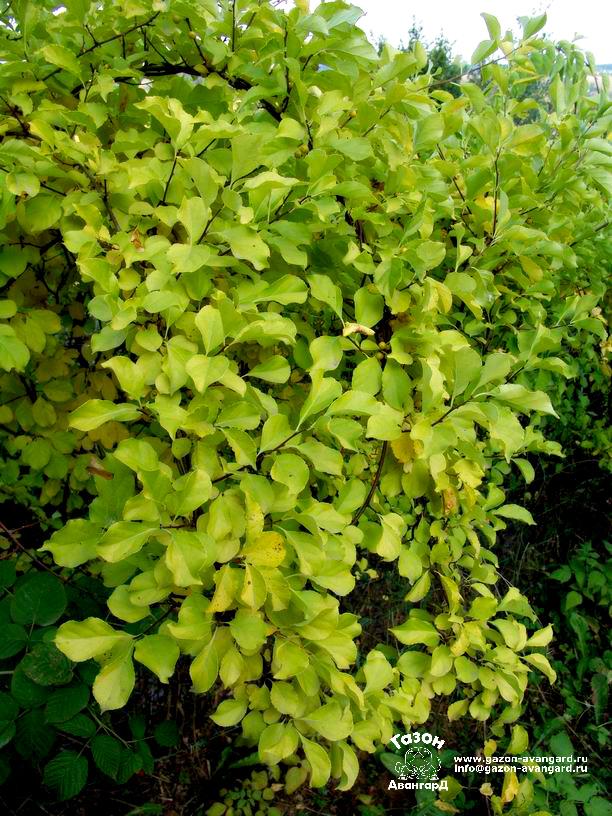 Древогубец