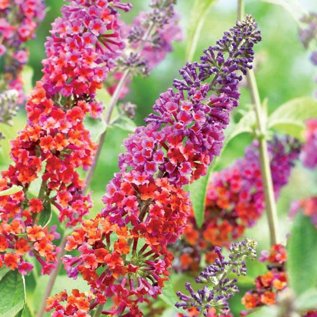 Буддлея Давида 'Флауэр Пауэр'