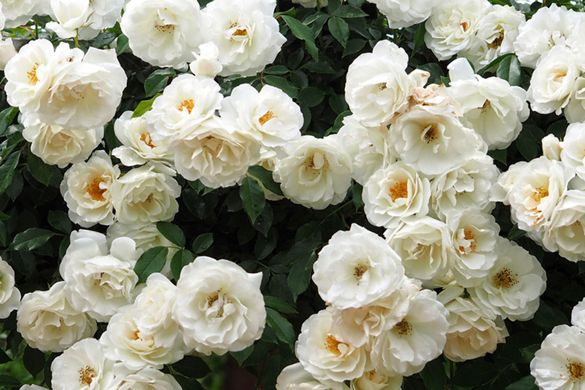 Роза 'Клаймин Айсберг' (плетистая) (белая)