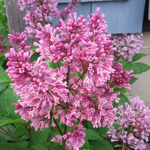 Сирень Престон 'Роялти' (розовая)