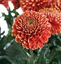 Хризантема бронзовая