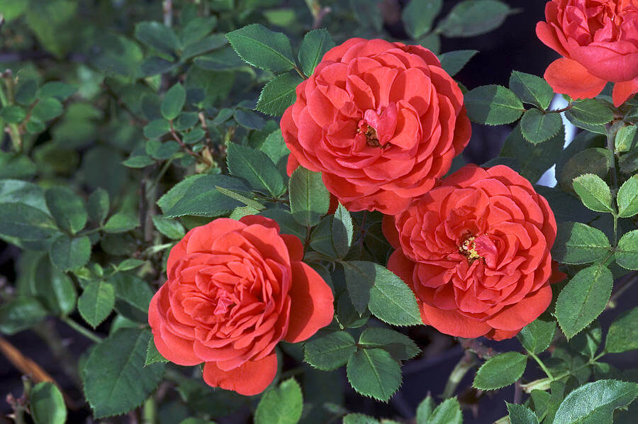 Роза 'Бэби Баккара' (миниатюрная) (ярко-красный)